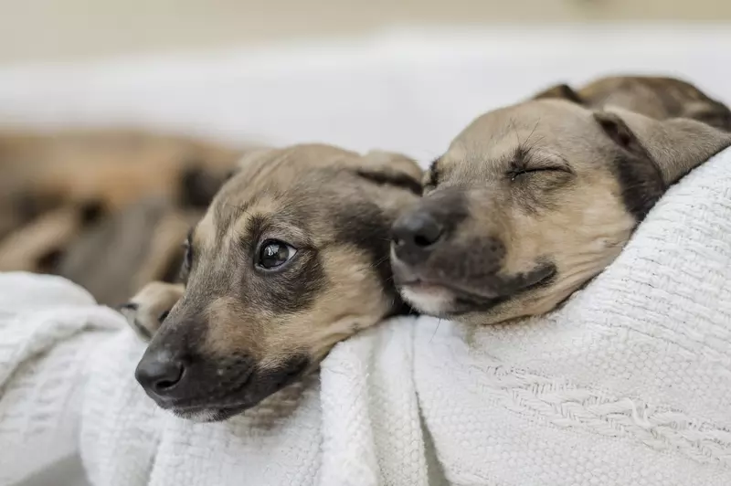 Puppy toilet training and house training Blue Cross