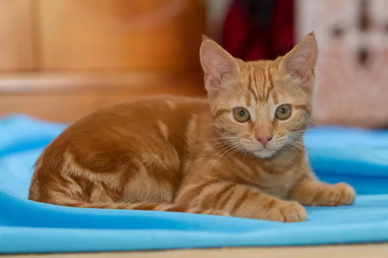 Caring for a cat with asthma Feline asthma Blue Cross