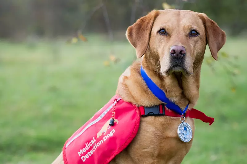 Blue Cross Medal winner Daisy