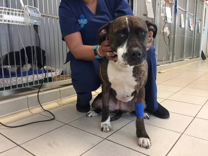 Dog s life saved after eating five packs of chewing gum Blue Cross