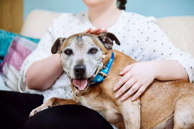 Elderly dog Hector sitting on a lap