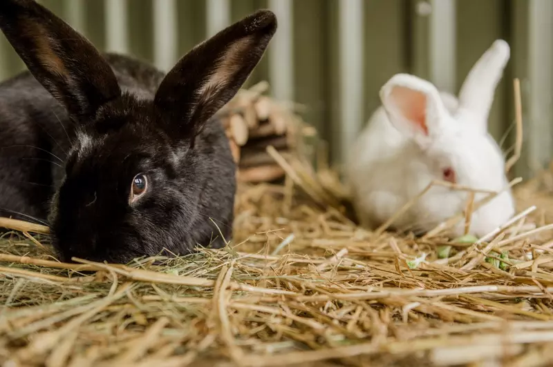 rabbits eating hay
