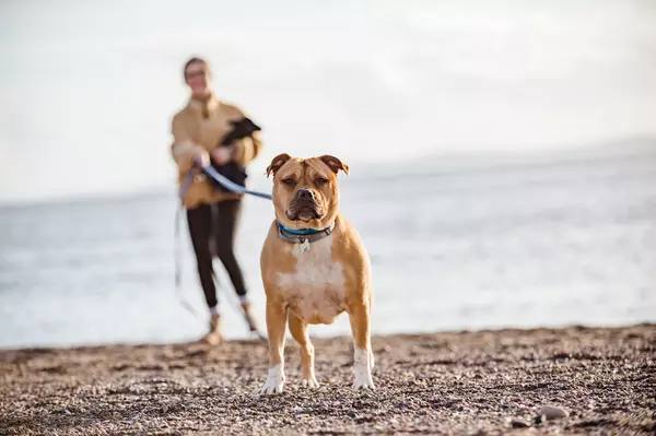 Bumble and her bucket list