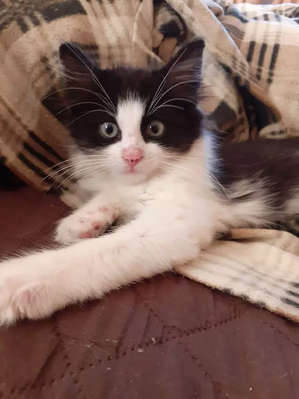 Kitten Dale looking at camera