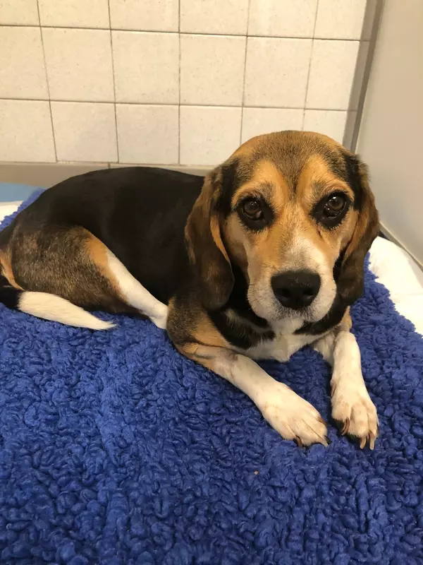 Jesse the beagle recovering from her ordeal in kennels