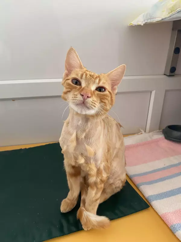 Ronnie on arrival at the centre with shaved fur