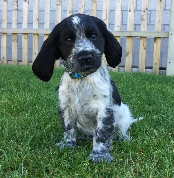 Heidi when she arrived in Blue Cross care