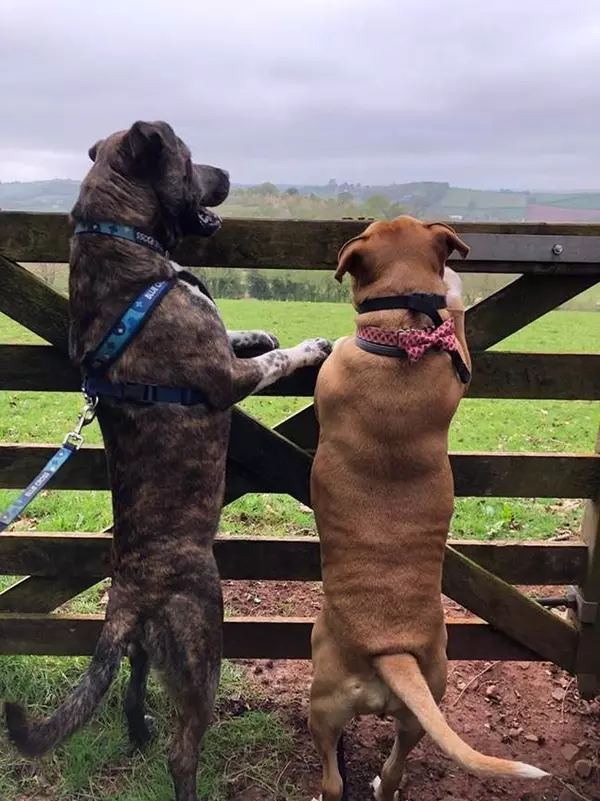 Bob and Bumble on their back legs looking over a fence
