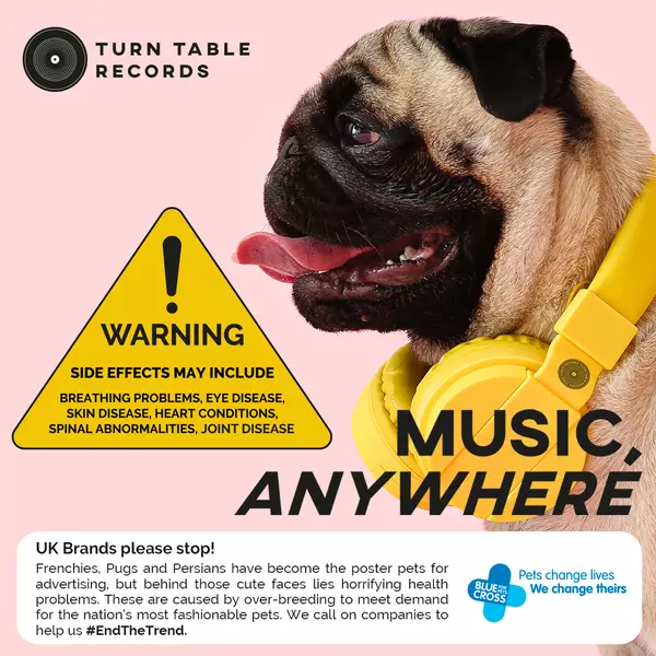 Fake ad showing an unhealthy brachycephalic (flat-faced) dog