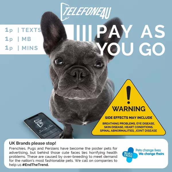 Fake advert showing an unhealthy brachycephalic (flat-faced) French bulldog