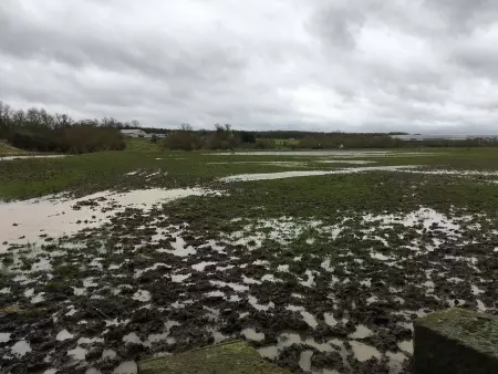 Flooded field