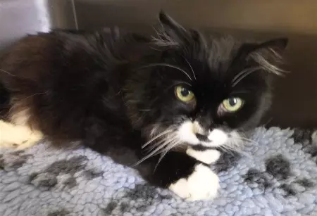 Black and white cat laying down
