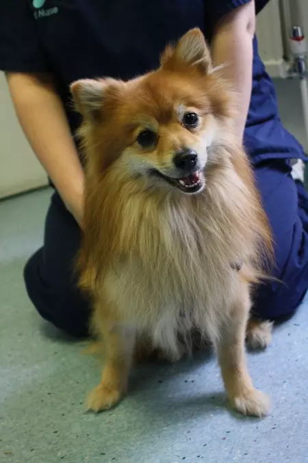 Dog sitting in front of a vet