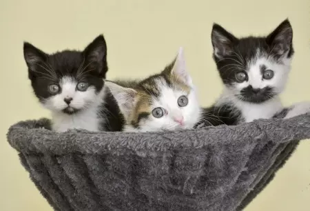 Three kittens in a grey basket