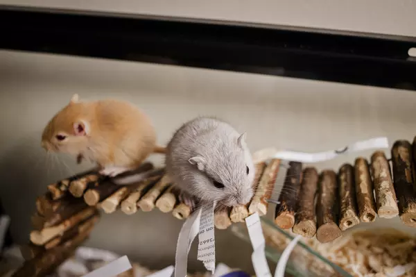 Gerbils perched on a wooden stick bridge