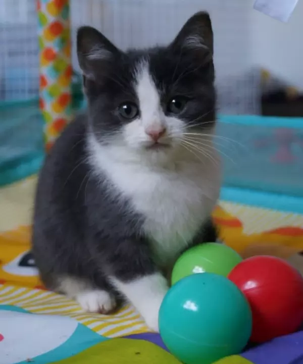 Grey and white kitten Pickle sitting up in front of some balls in a play pen