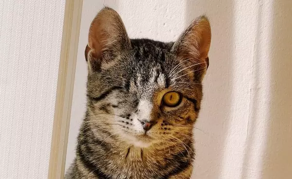 a one eyed kitten looks at the camera
