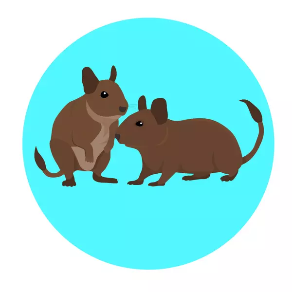 Illustration of two brown degus