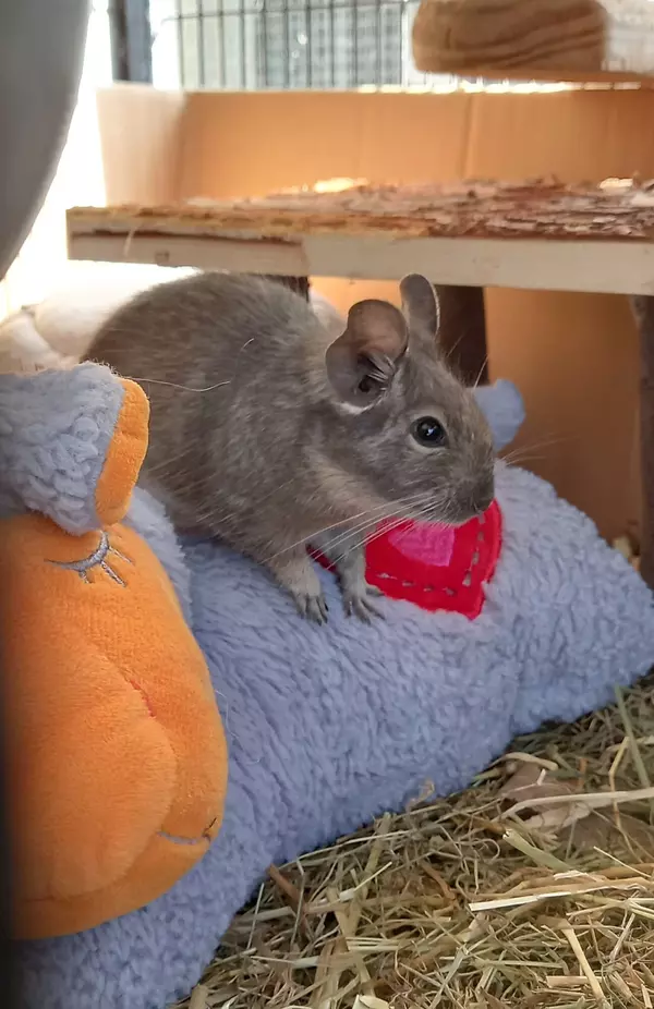 Han Solo cuddled up to his lamb toy