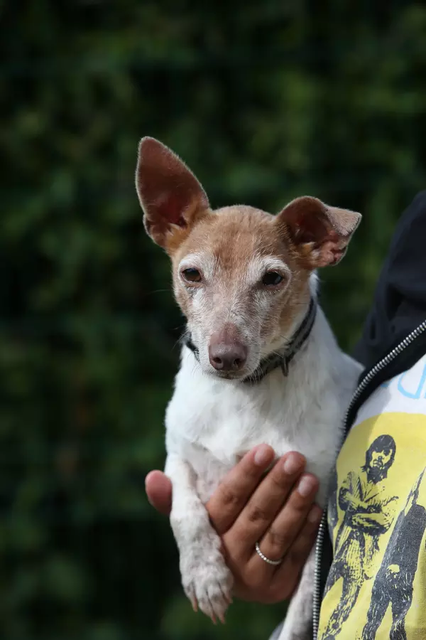 Petal in the arms of one of the Blue Cross team caring for her