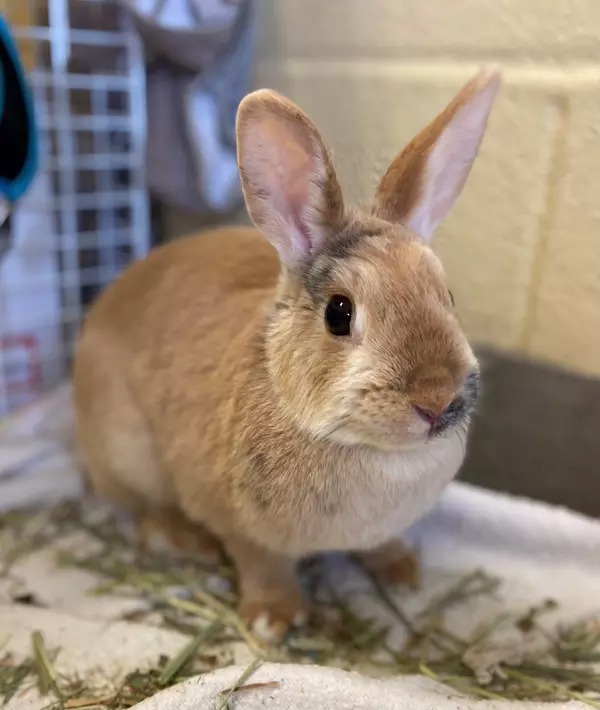 Rabbit Margaret sitting indoors