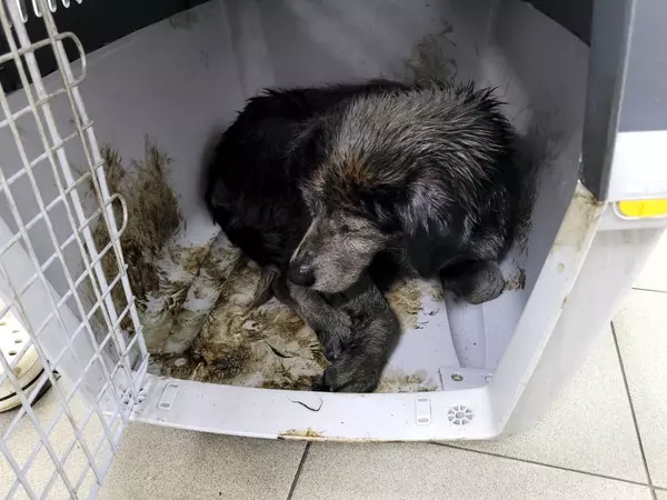 Dog rescued from Kherson floods covered in oil