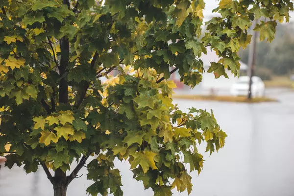 Sycamore tree with green leaves