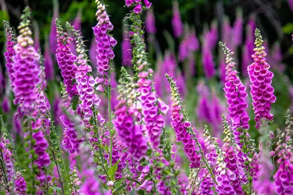 Field of purple foxglove flowers