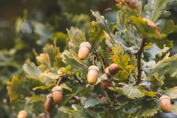 Leaves of a tree with acorns attached