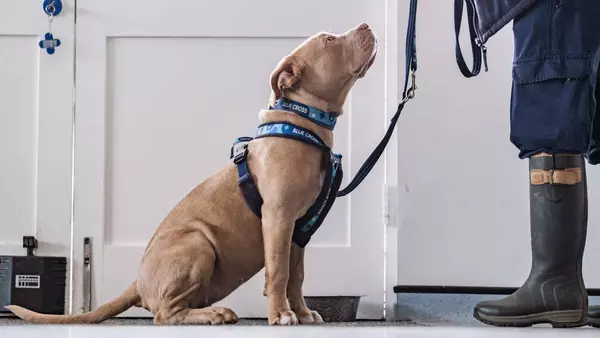 Golden XL bully, Luna, waiting on lead for her walk