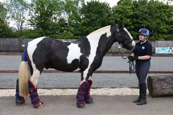 A piebald horse is wearing travel clothing while being held by a Blue Cross groom.