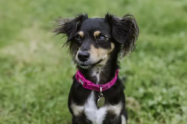 Black and tan chihuahua Darcy gazes out into the distance while sitting in a grassy paddock