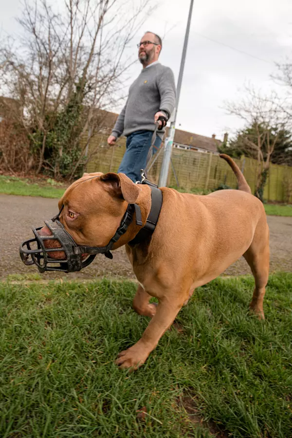 Tan XL bully type Steve being walked on a lead and muzzle by owner, who is wearing a grey jumper and blue jeans
