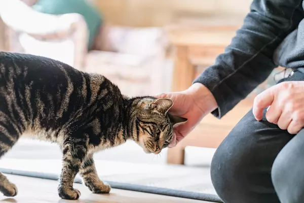 Black and silver tabby cat Daisy leans into the right to be stroked on the head by her rehomer