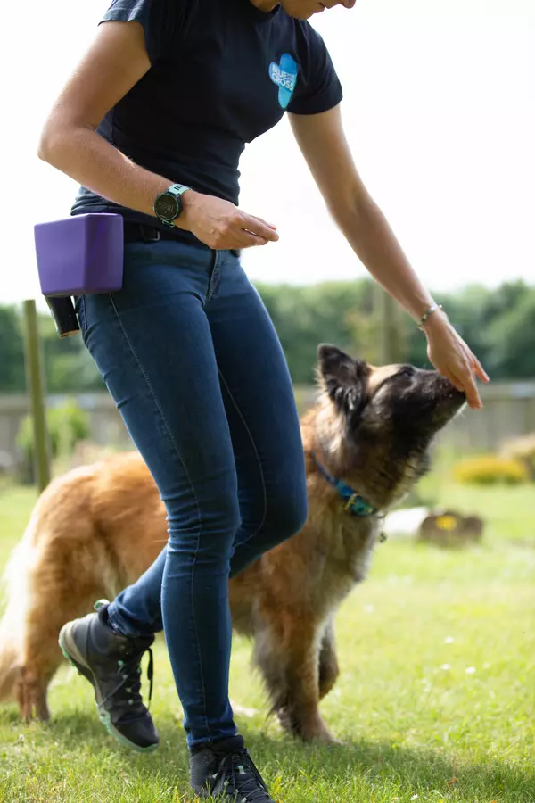 Dog Faye being trained by one of our behaviourists