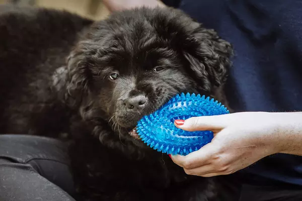 A black puppy chews on a blue chew toy, being held by a person.