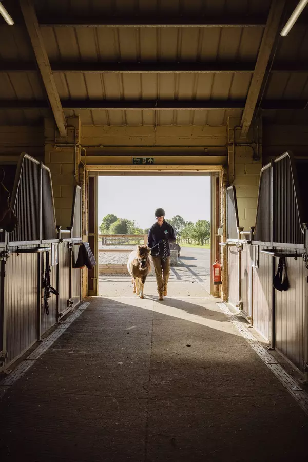 A Blue Cross horse volunteer walks with a small Shetland pony. They are walking into a barn filled with stables. The sun is shining through the door.