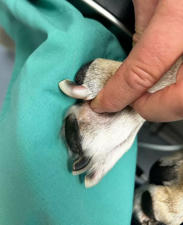 A vet holds the toe of a dog, showing the nail and it's quick.