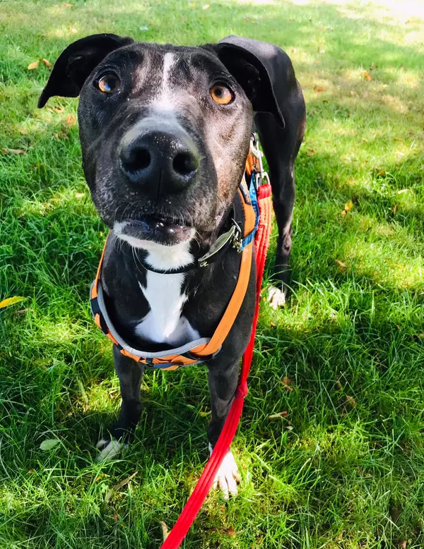 Black and white dog standing on grass looking up and wearing an orange harness with red lead attached