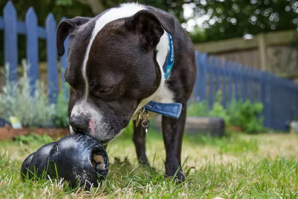 A brown and white Staffie enjoying licking food out of a black Kong food toy