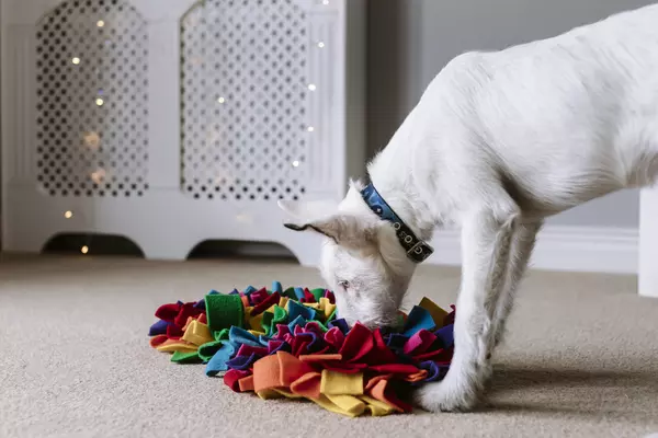 A large white dog called Pickle enjoying finding treats from a colourful snuffle mat
