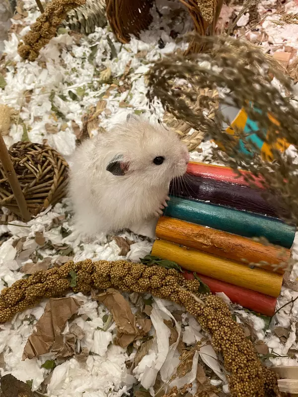 Tan-coloured hamster Percy exploring his cage in foster. He is climbing over a multi coloured enrichment tunnel