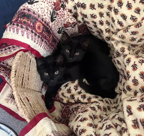 Black cats Merry and Pippin snuggled up together on a floral quilted blanket in their basket bed