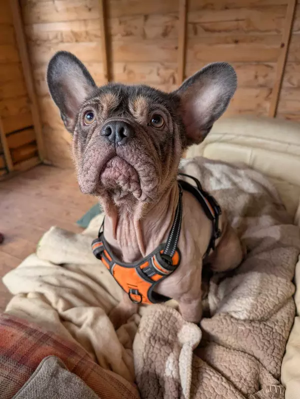 Hairless French bulldog sat on a beige blanket wearing an orange harness