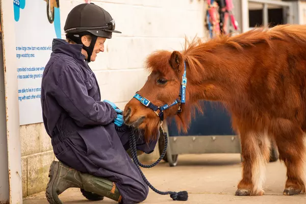 A Blue Cross groom kneels down beside a small chestnut pony. The pony is leaning in to sniff the groom's hand.