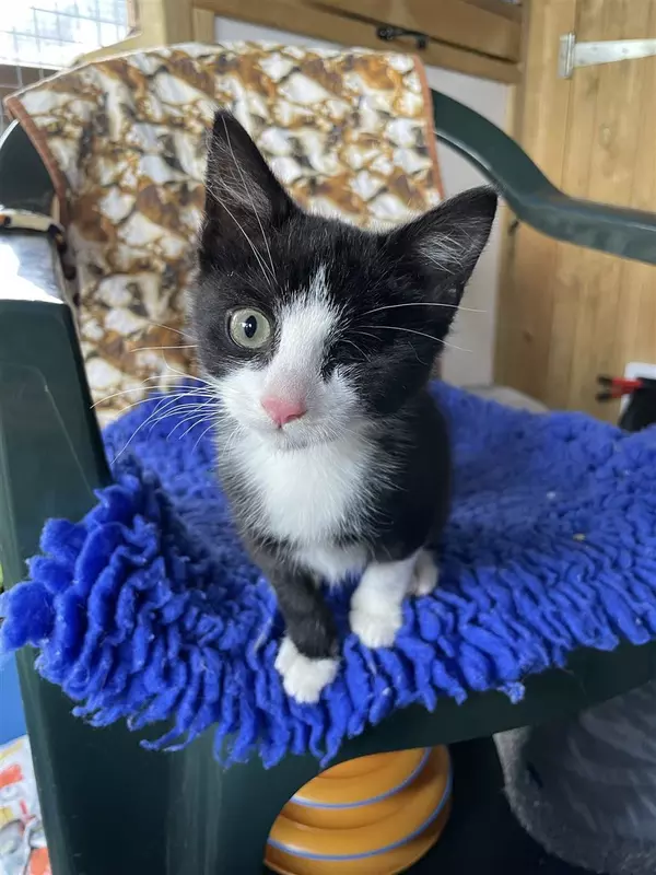One eyed black and white kitten sits on a chair covered in blue vet bed, looking curiously at the camera