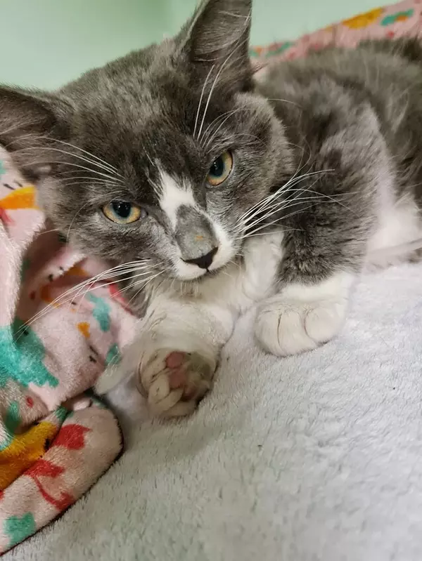 Grey and white kitten laying on white fleecy blanket and another multicoloured blanket with her paw out to the front as she recovers from an injury caused by a window fall