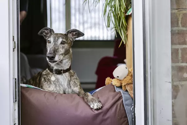 A fawn coloured greyhound watching out of a window in his home