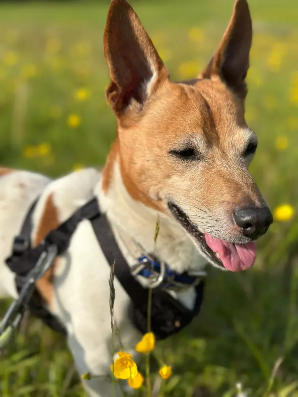 Tan and white terrier Bobby in a field dotted with buttercups enjoying the sunshine