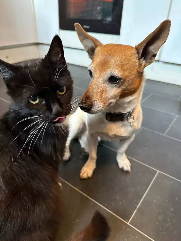 Black cat Socks alongside tan and white terrier Bobby, who is looking at her lovingly